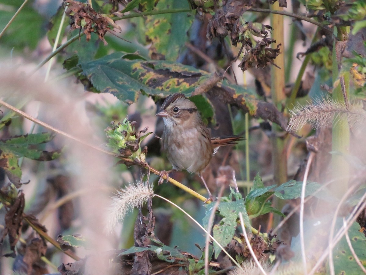 Swamp Sparrow - ML643295812