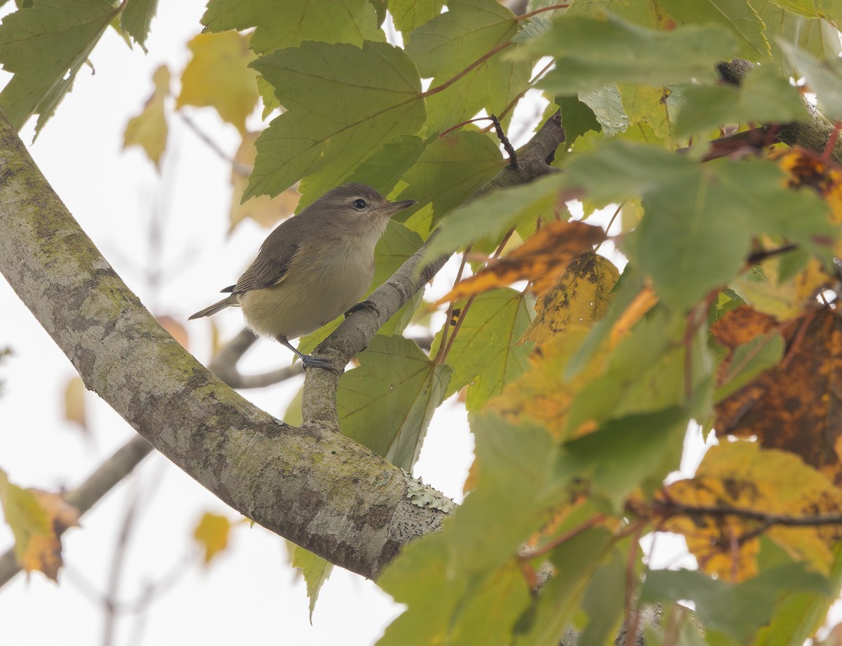Eastern Warbling Vireo - ML643295833