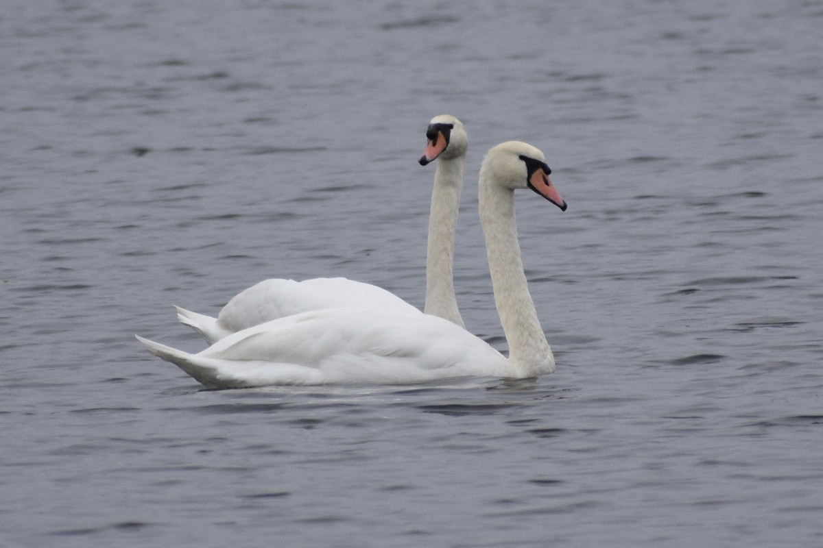 Cygne tuberculé - ML643295836
