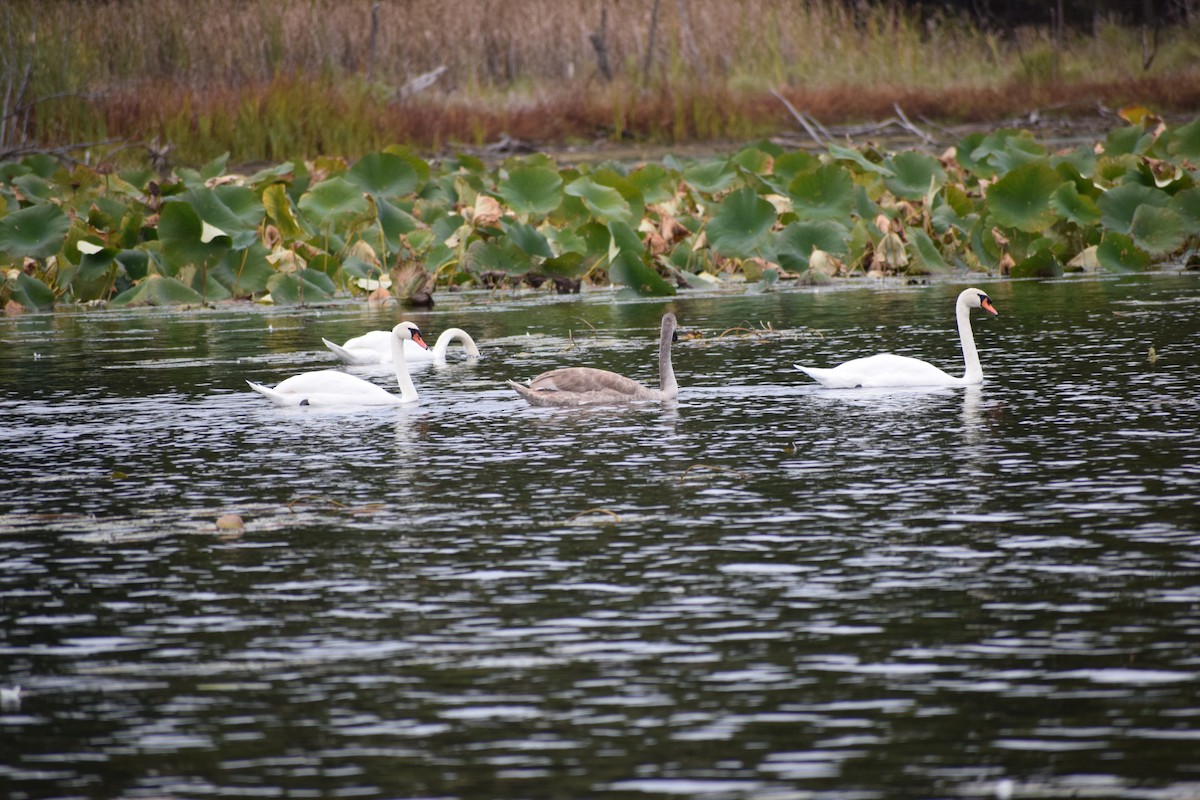 Cygne tuberculé - ML643295837