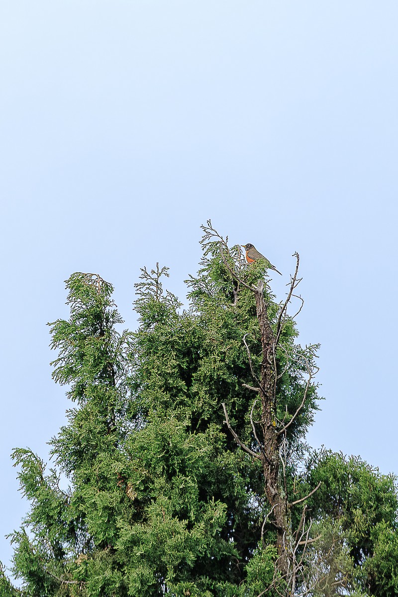 American Robin - ML643295838