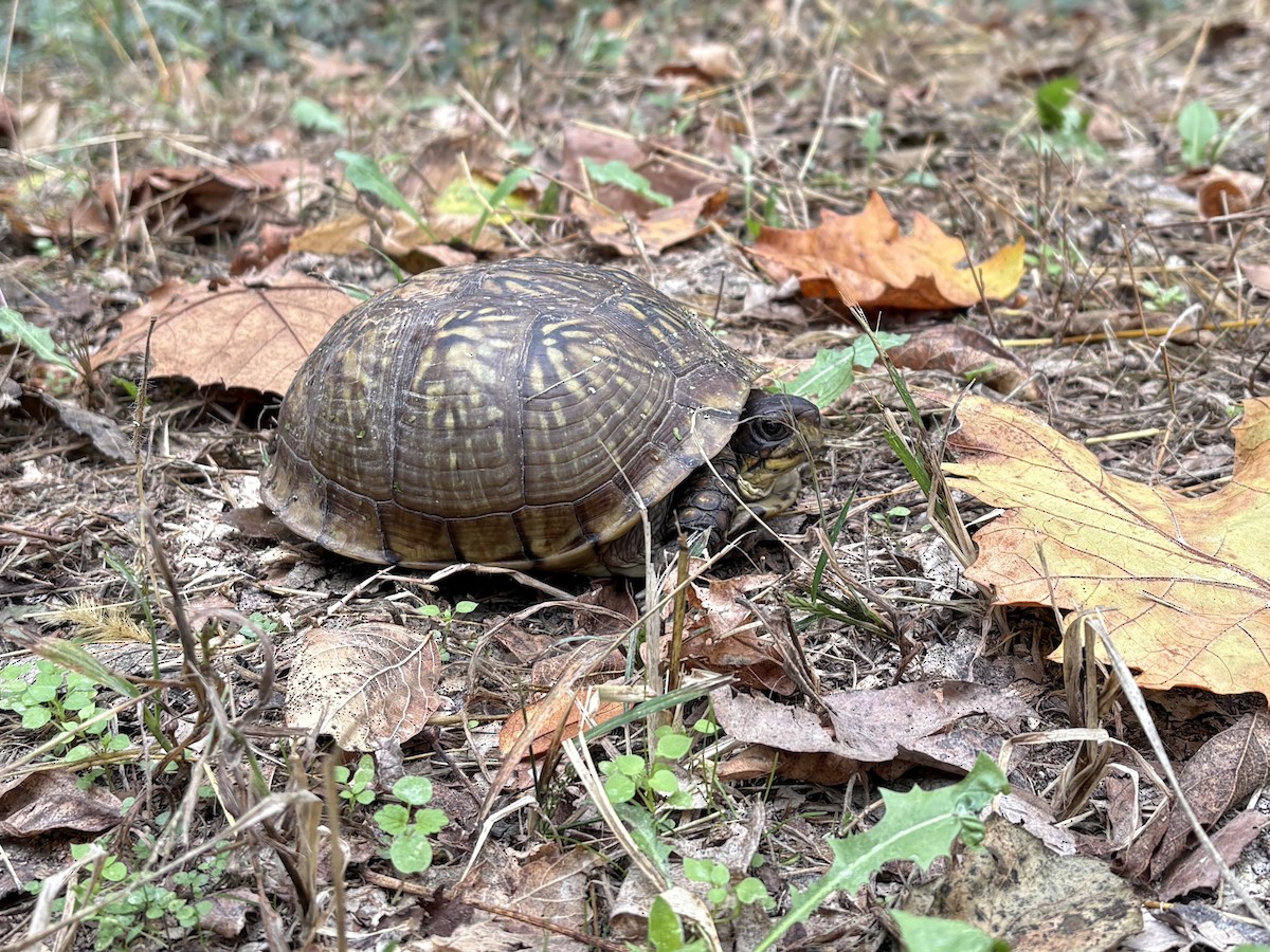 Ornate Box Turtle - ML643295845