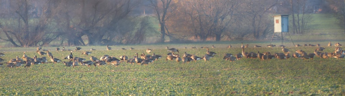 Greater White-fronted Goose - ML643295846