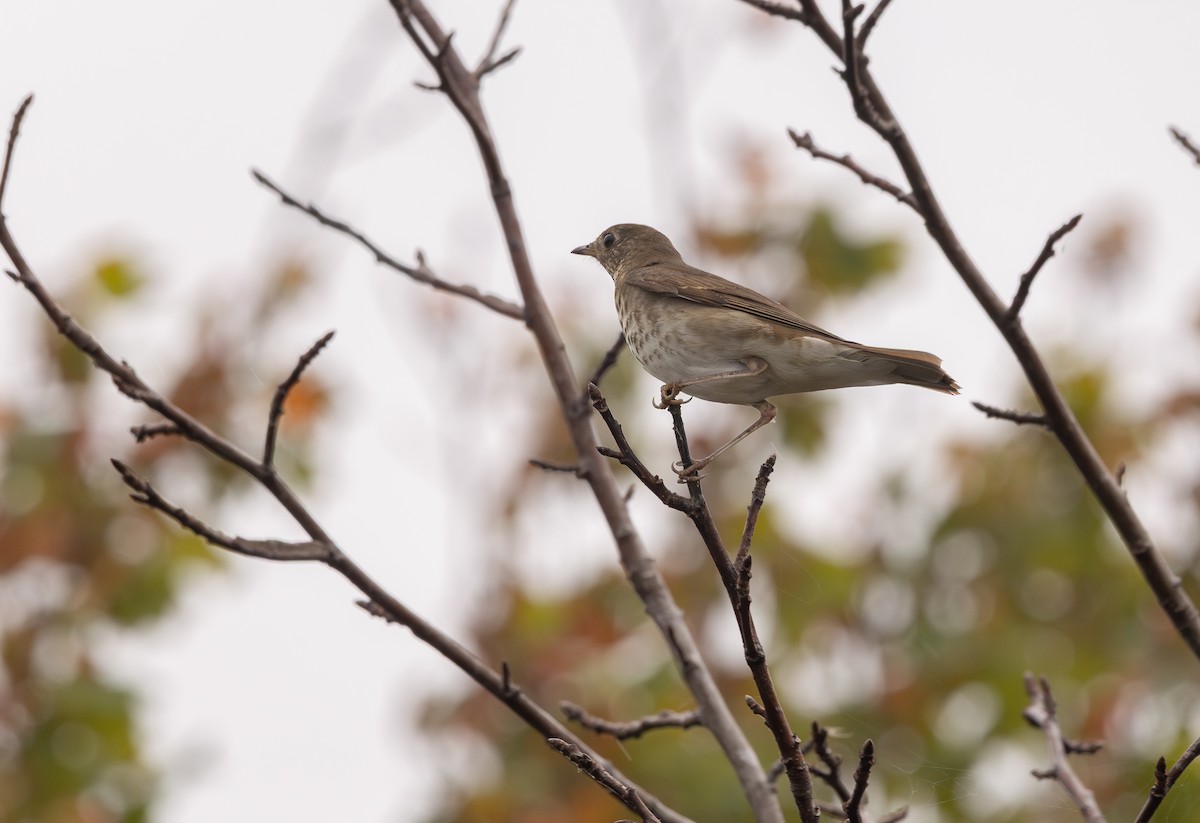 Gray-cheeked Thrush - ML643295847