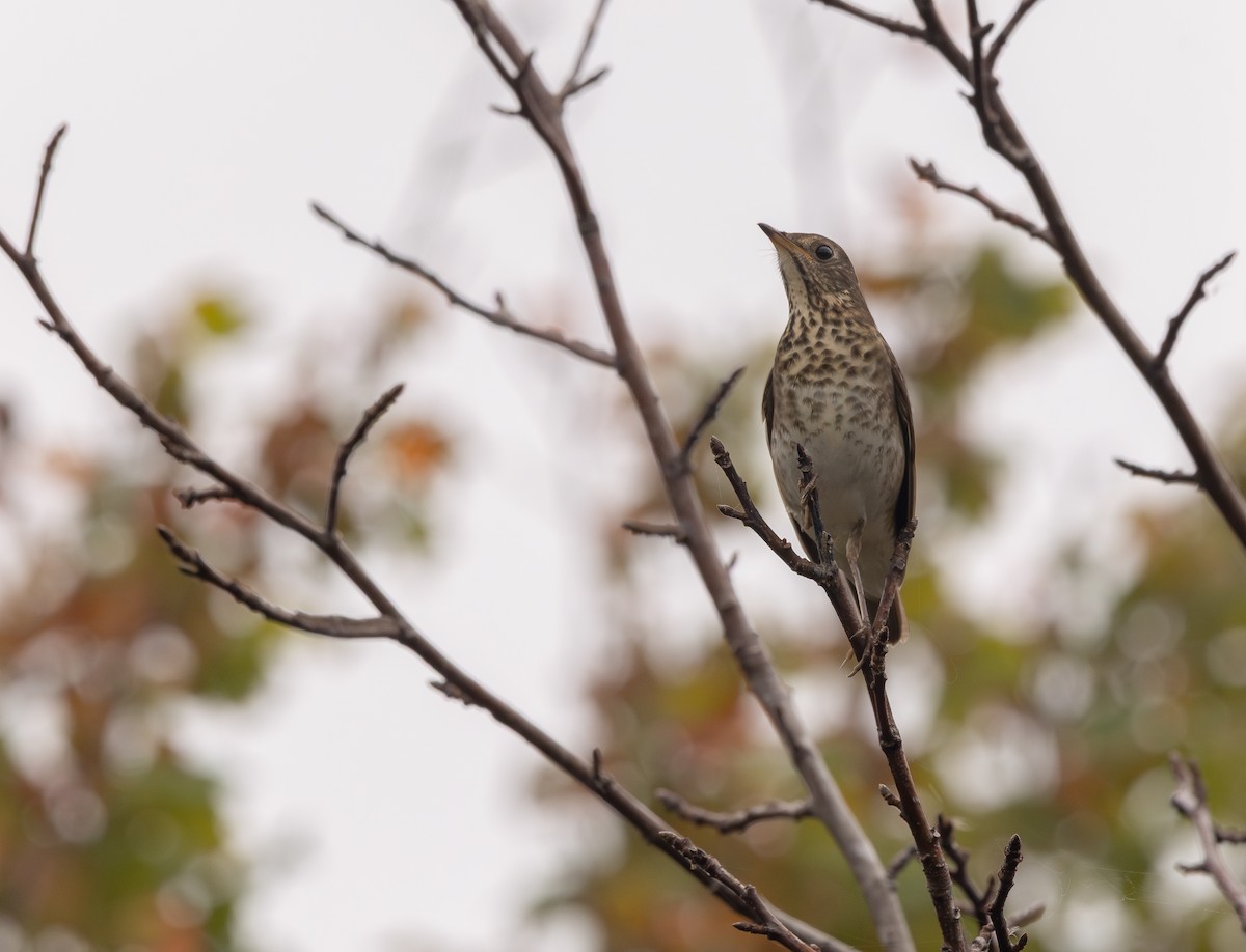 Gray-cheeked Thrush - ML643295848