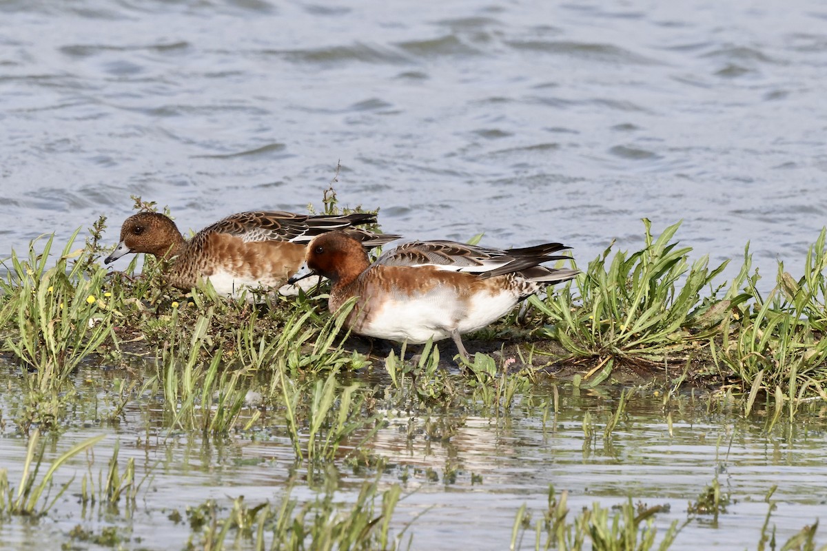 Eurasian Wigeon - ML643295855