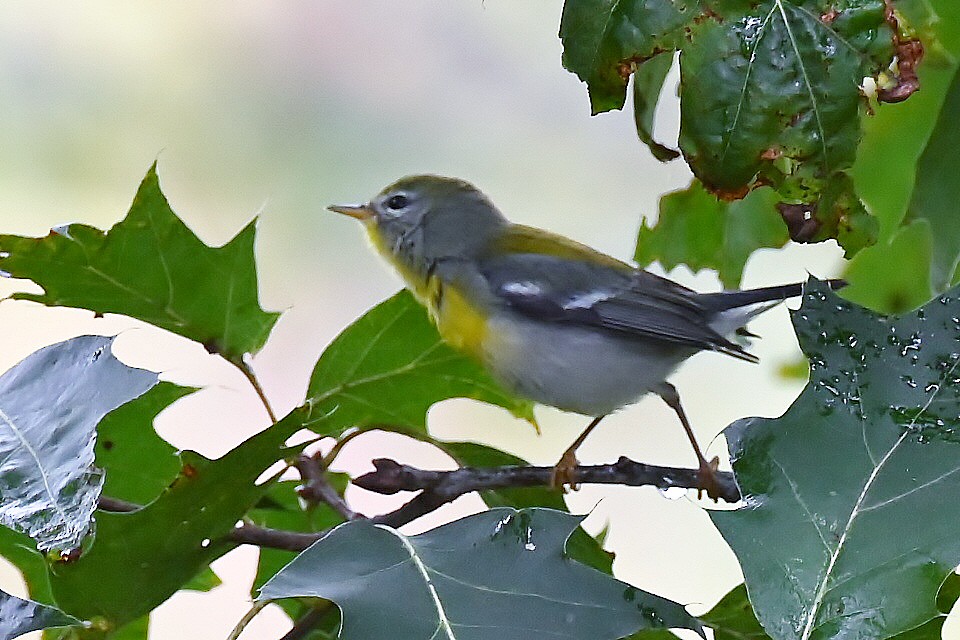 Northern Parula - ML643295858