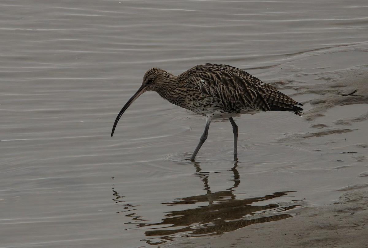 Eurasian Curlew - ML643295859