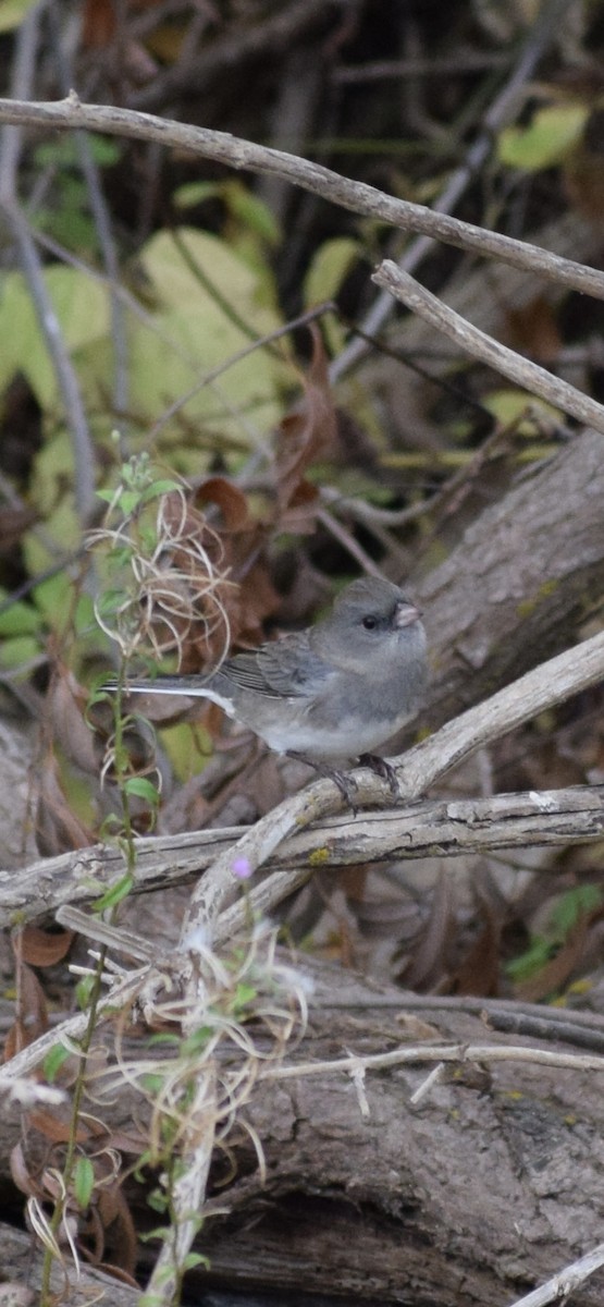 Dark-eyed Junco - ML643295860