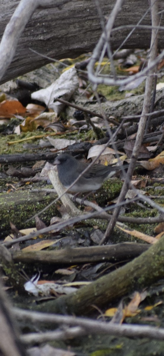 Dark-eyed Junco - ML643295861