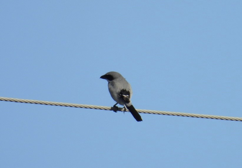 Loggerhead Shrike - ML643295862