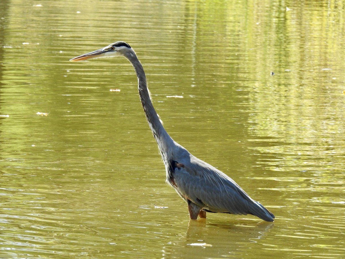 Great Blue Heron - ML643295863