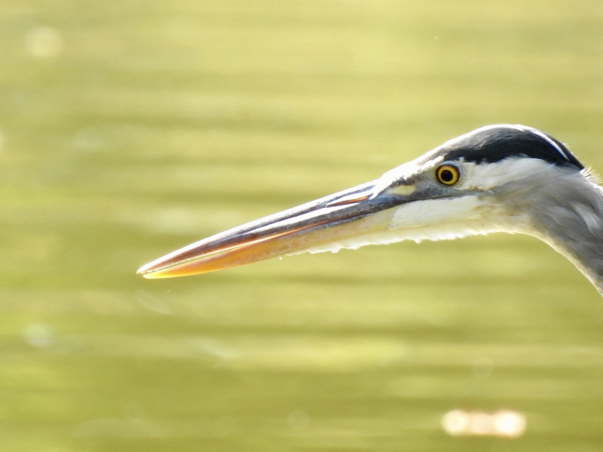 Great Blue Heron - ML643295864