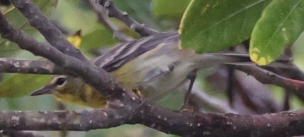 Pine Warbler - ML643295868