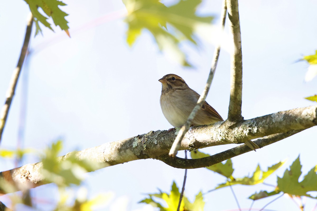 Chipping Sparrow - ML643295870
