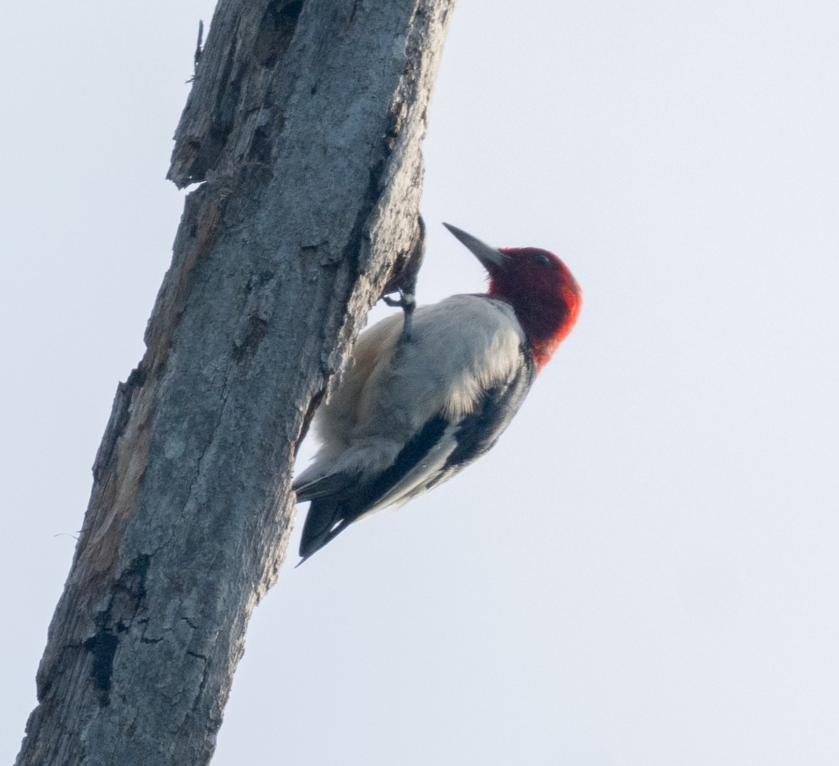 Red-headed Woodpecker - ML643295871