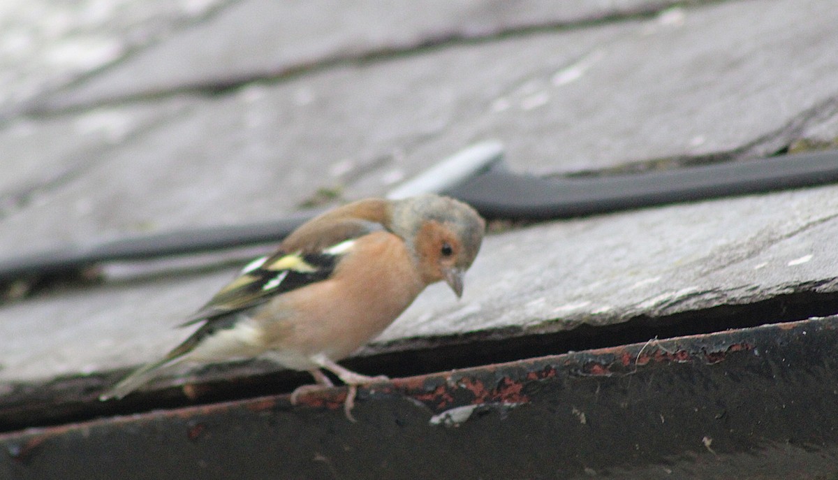 Common Chaffinch - ML643295872