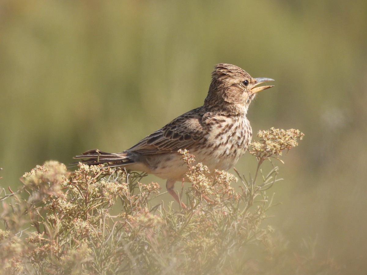 Large-billed Lark - ML643295874