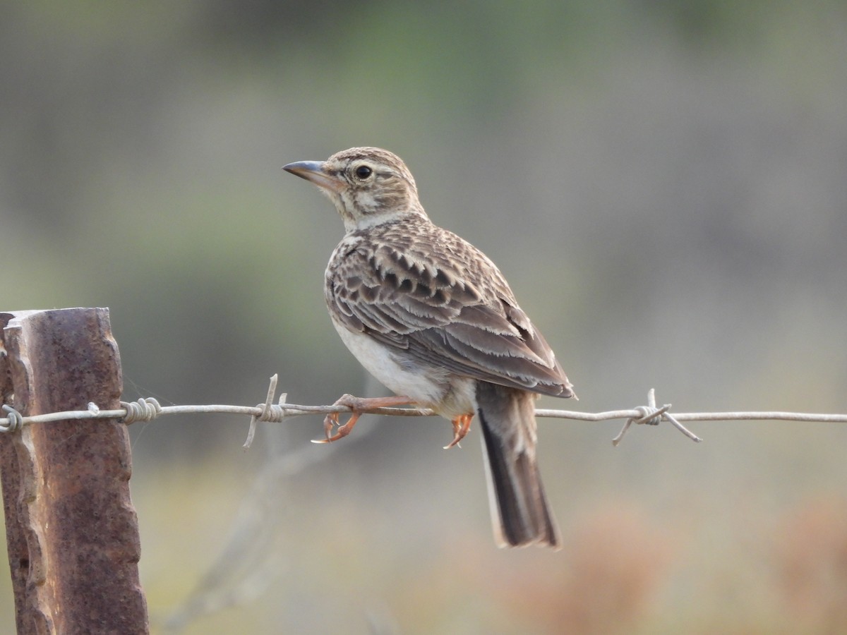 Large-billed Lark - ML643295875