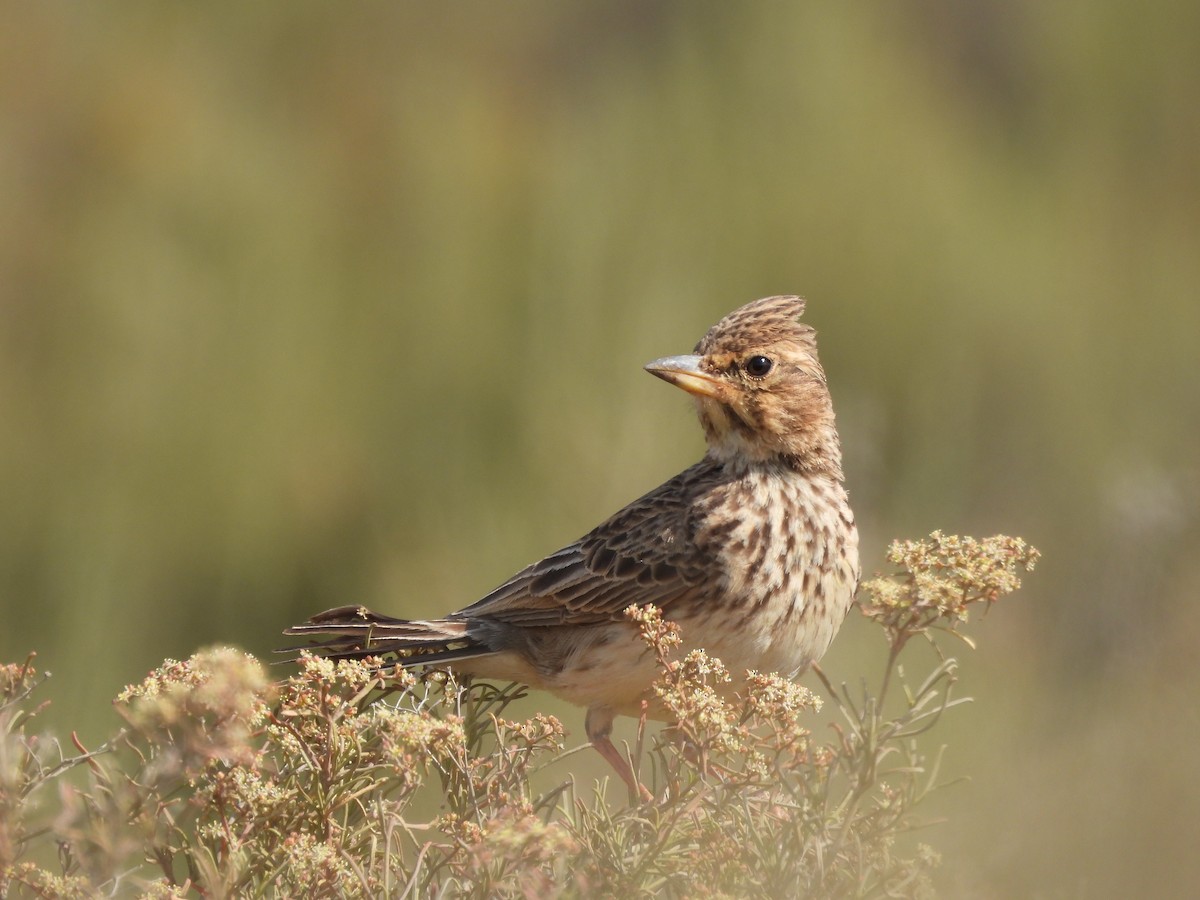 Large-billed Lark - ML643295876