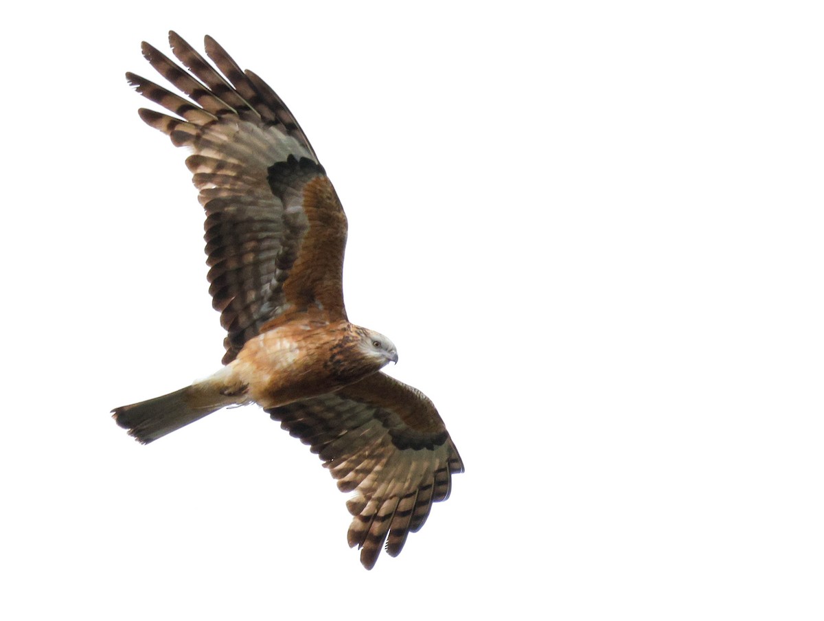 Square-tailed Kite - ML643295877