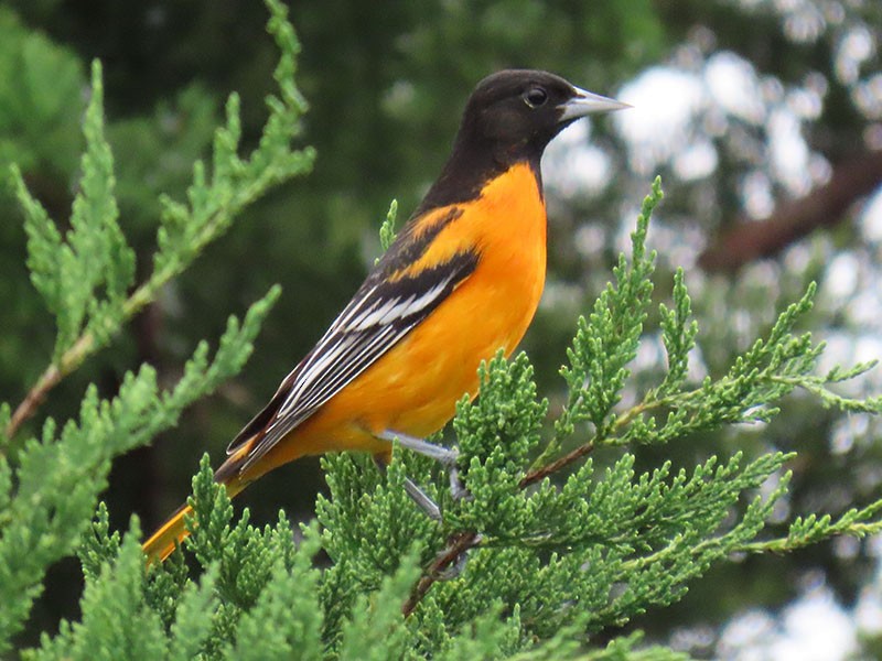 Baltimore Oriole - ML643295878