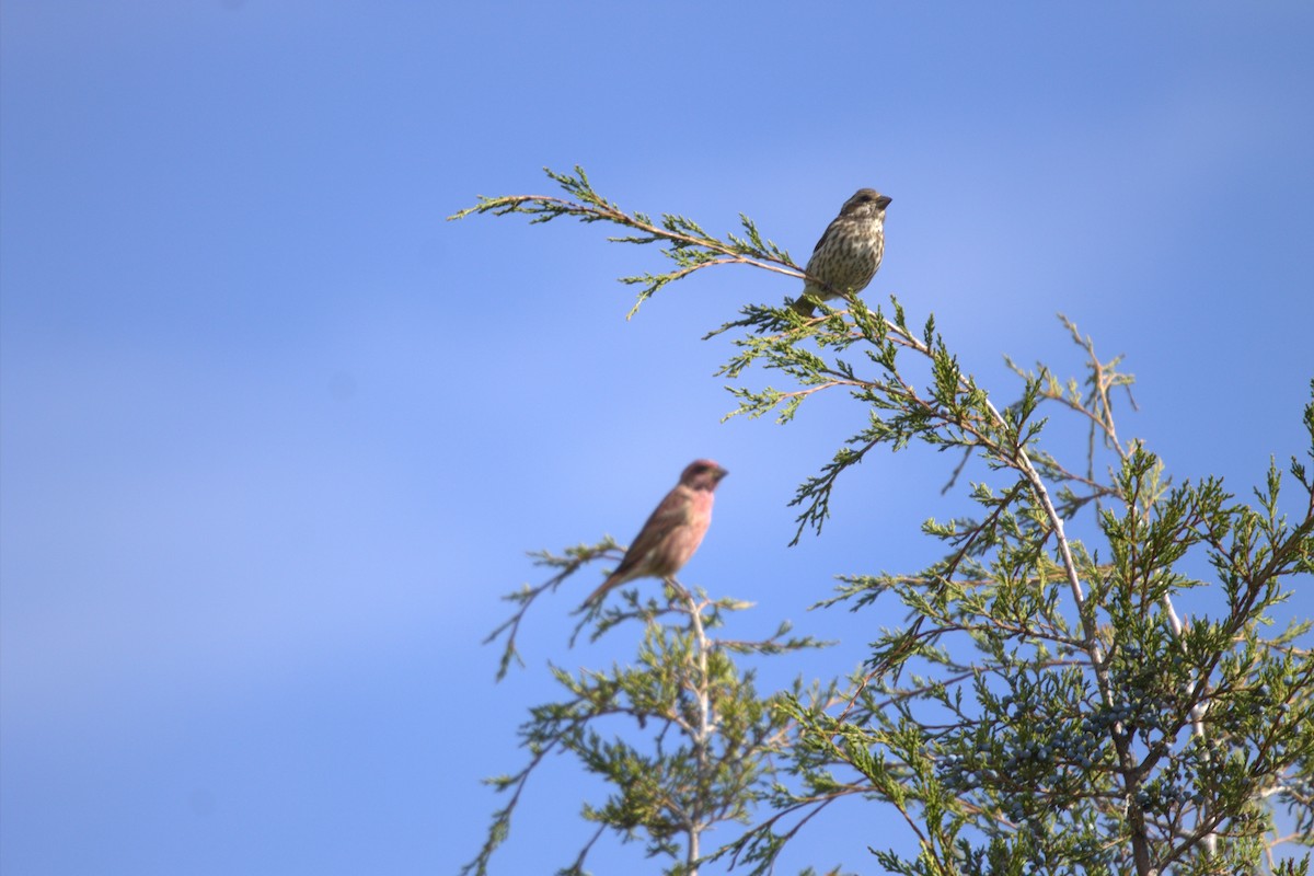 Purple Finch - ML643295879