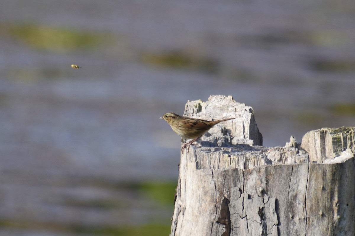 Swamp Sparrow - ML643295880