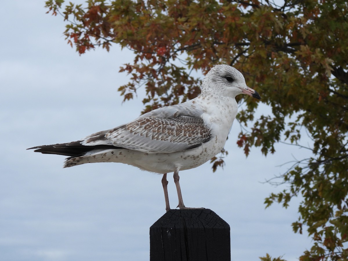 Ring-billed Gull - ML643295883
