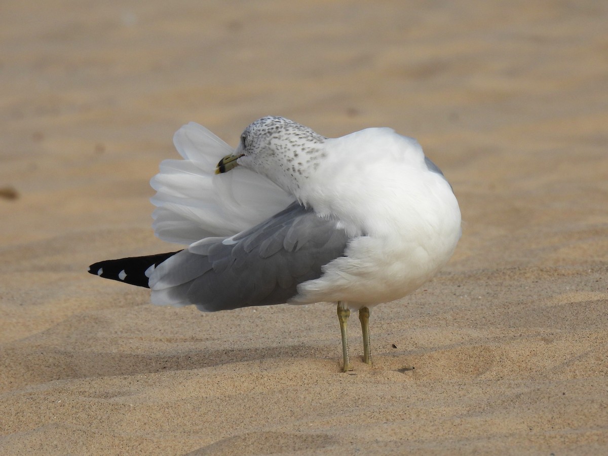 Ring-billed Gull - ML643295884
