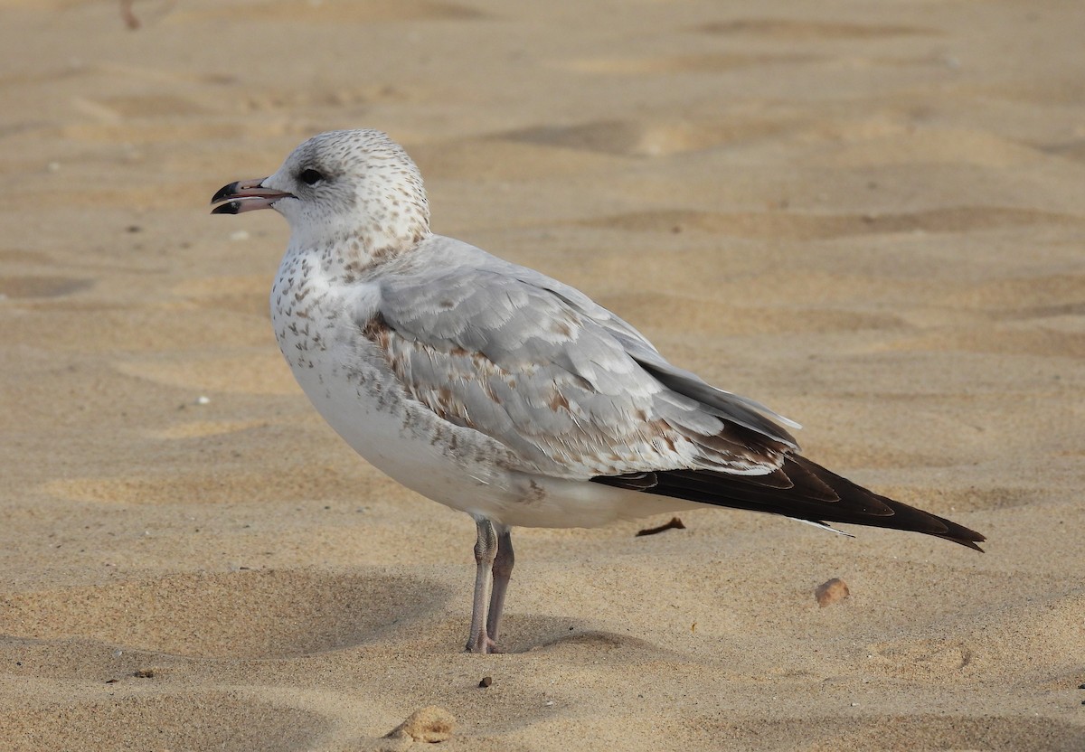 Ring-billed Gull - ML643295885