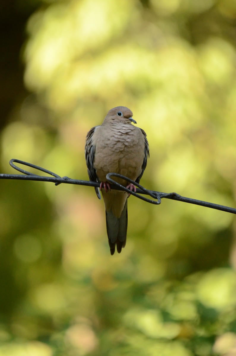 Mourning Dove - ML643295886