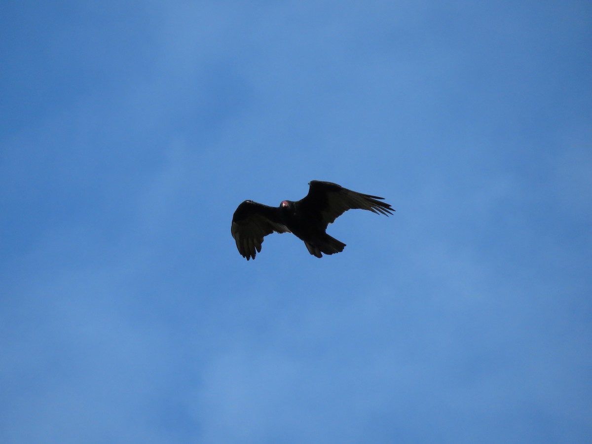 Turkey Vulture - ML643295890
