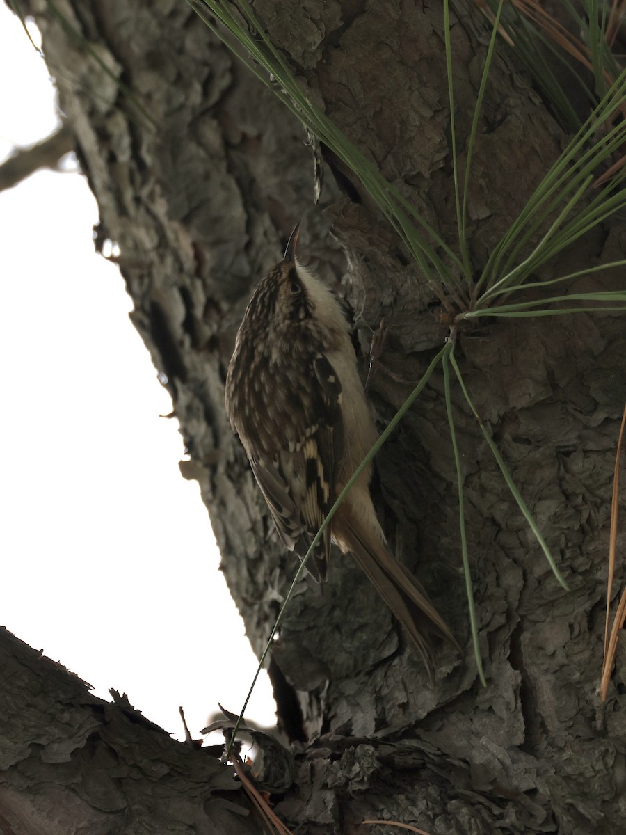 Brown Creeper - ML643295895