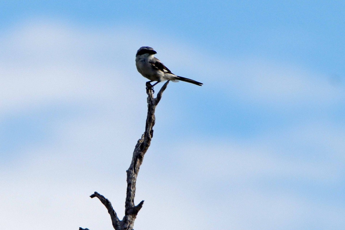 Loggerhead Shrike - ML643295897