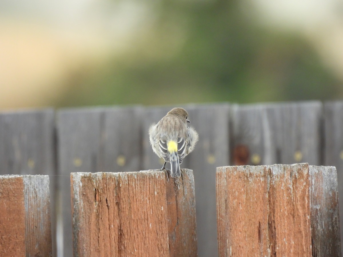 Yellow-rumped Warbler - ML643295913