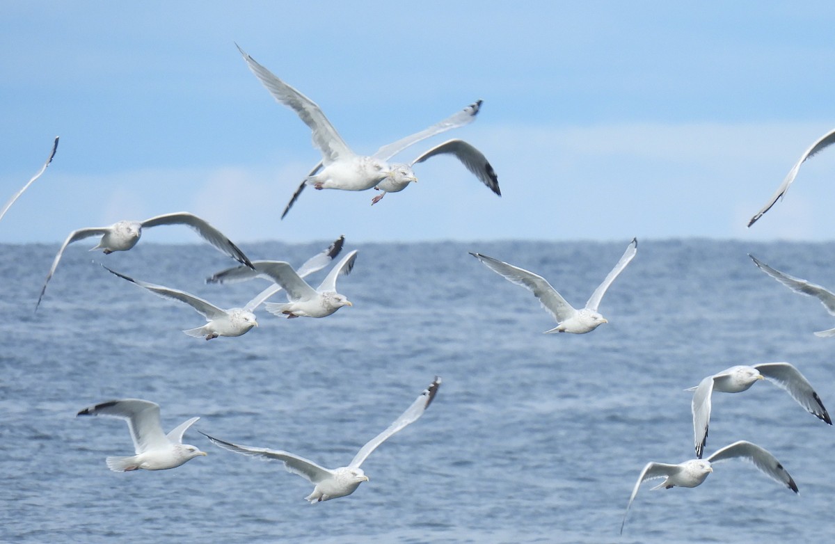 American Herring Gull - ML643295922