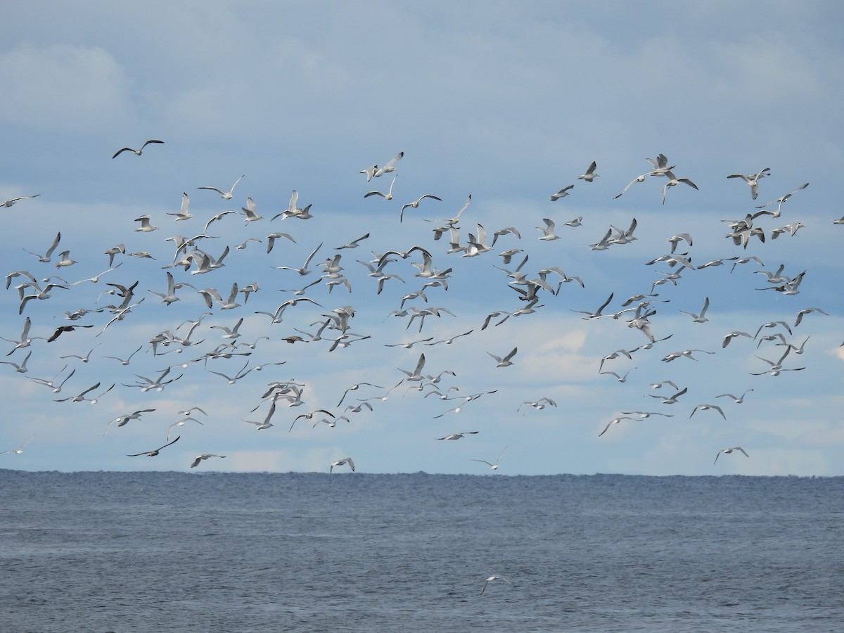American Herring Gull - ML643295925
