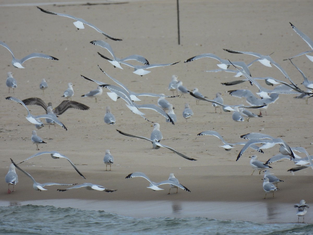 American Herring Gull - ML643295929