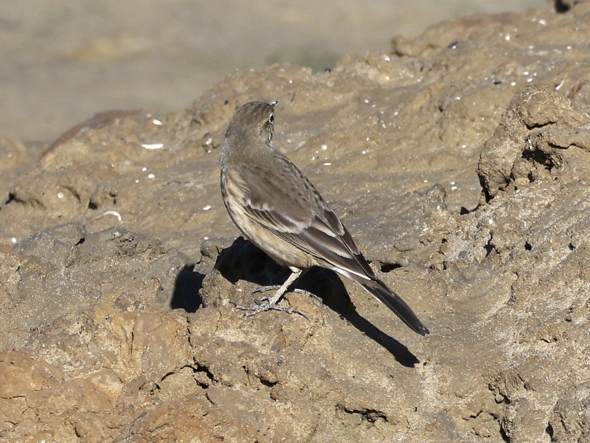 American Pipit - ML643295933