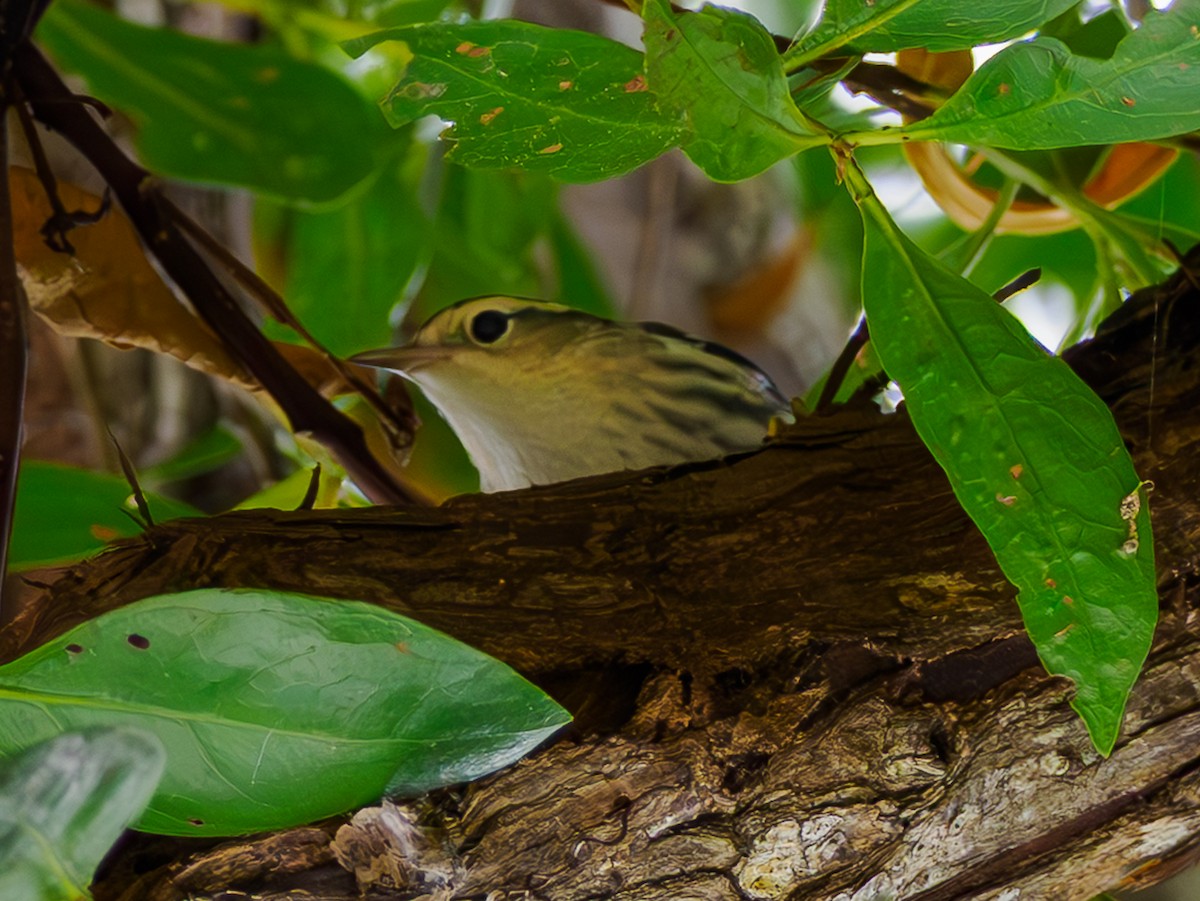 Black-and-white Warbler - ML643295936