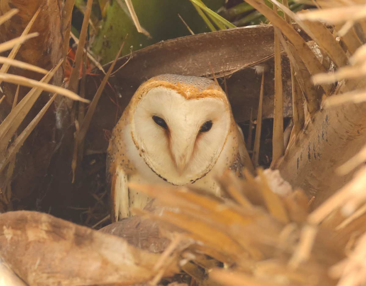 Western Barn Owl (African) - ML643295938