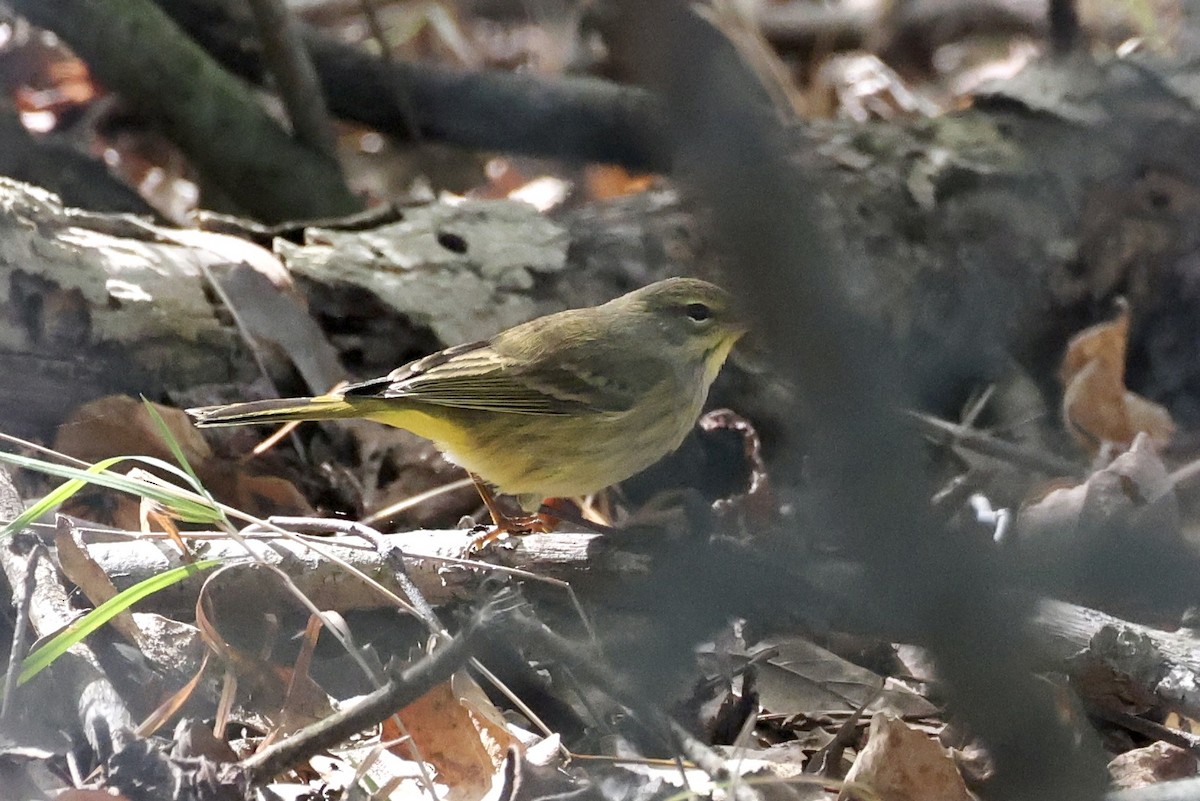 Palm Warbler - ML643295947