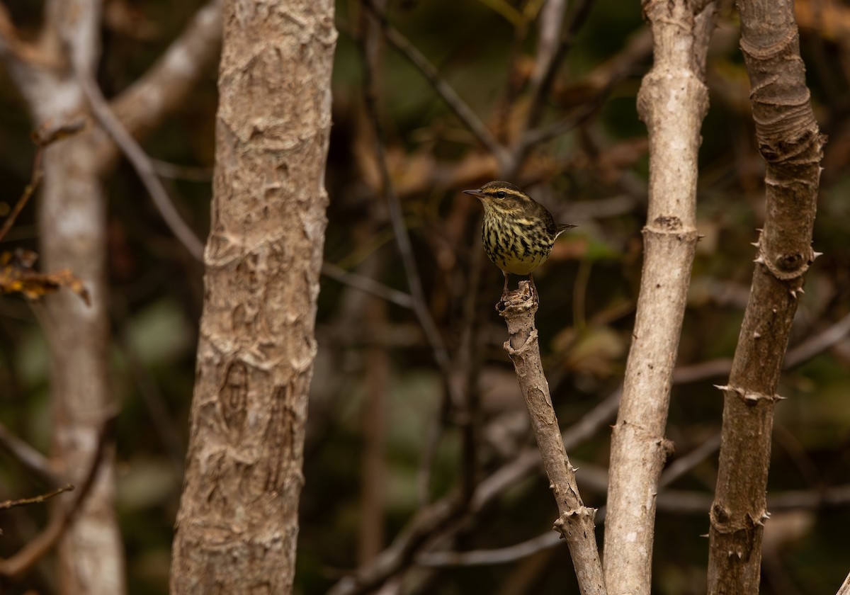 Northern Waterthrush - ML643295952
