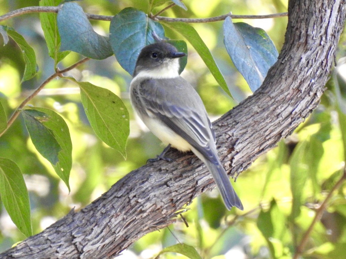 Eastern Phoebe - ML643295955