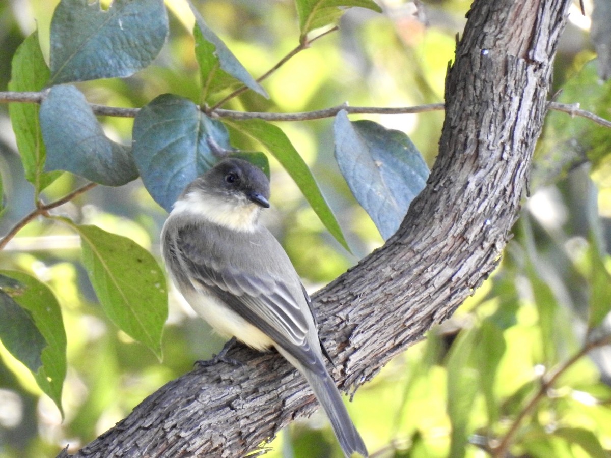 Eastern Phoebe - ML643295956