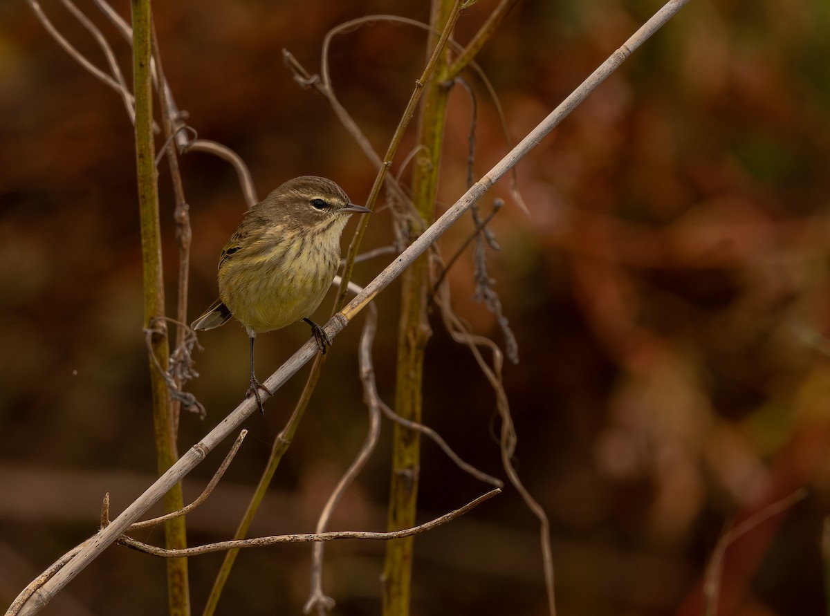 Palm Warbler (Western) - ML643295962