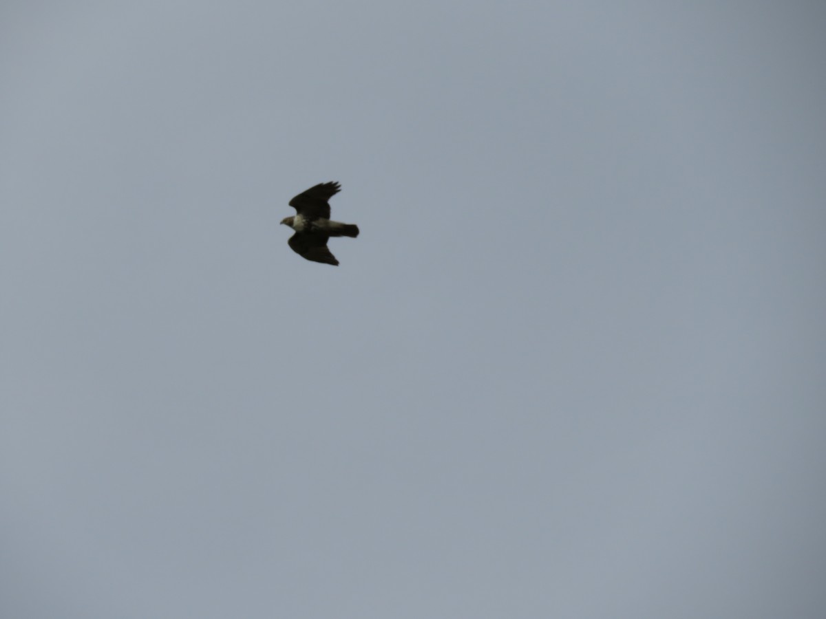 Red-tailed Hawk - ML643295963