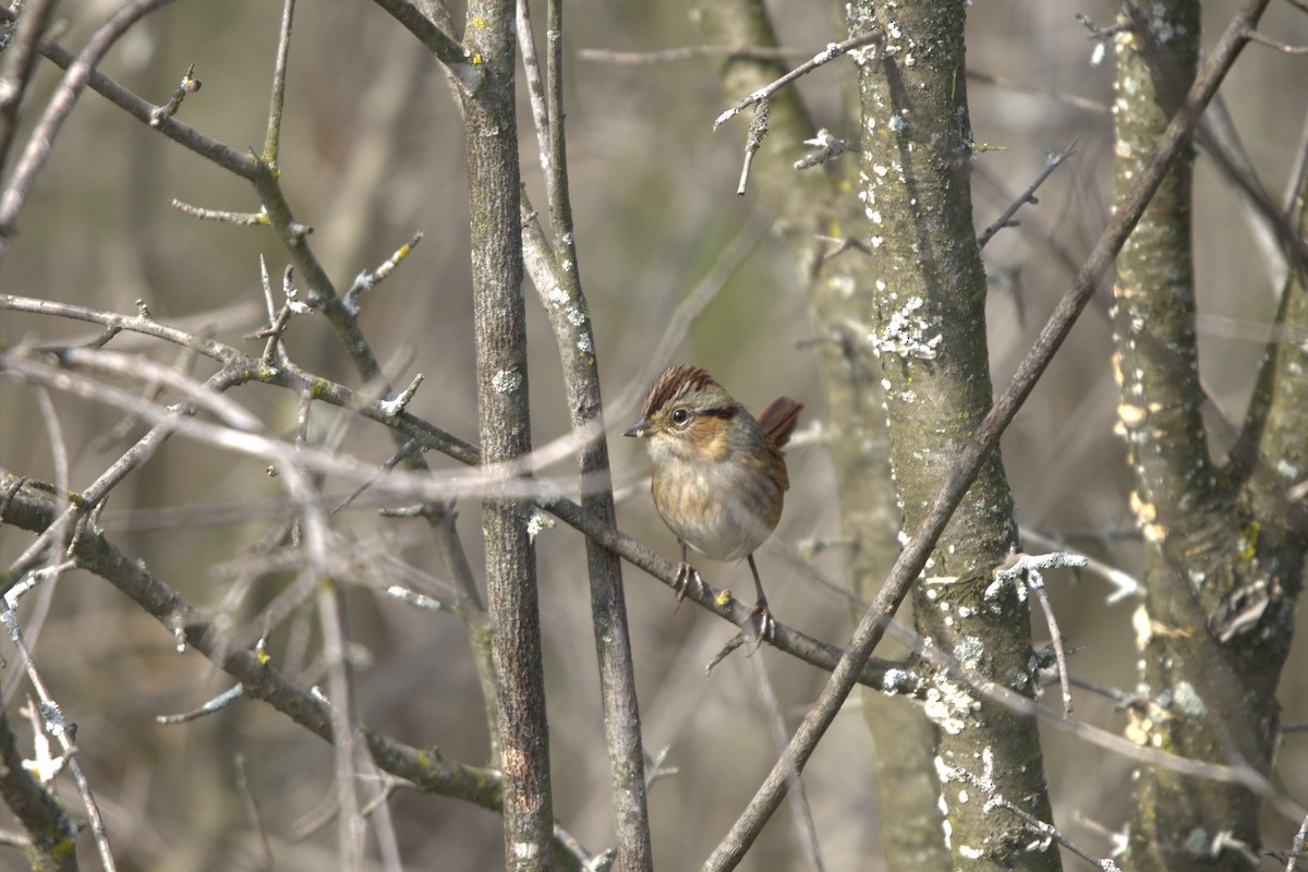 Swamp Sparrow - ML643295972
