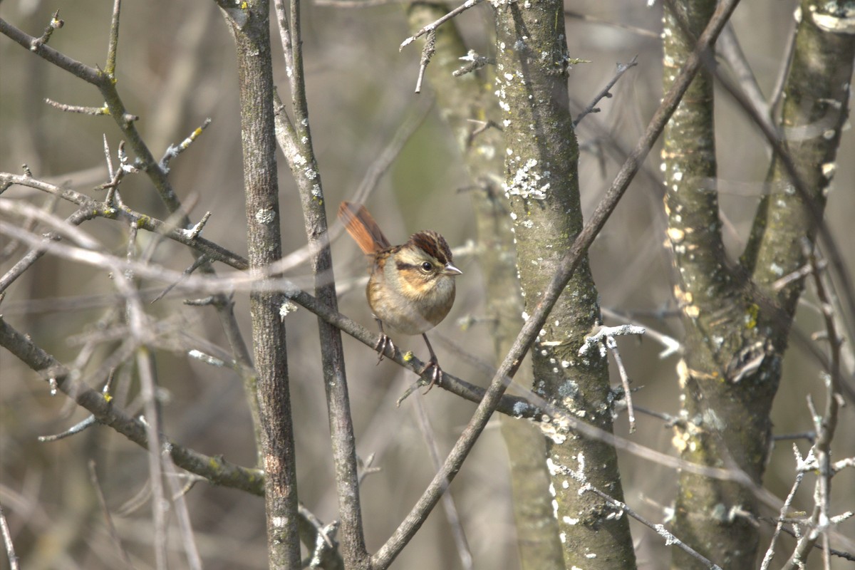 Swamp Sparrow - ML643296000